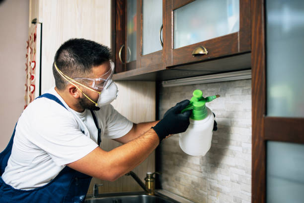 Best Termite Control Services  in Virden, IL
