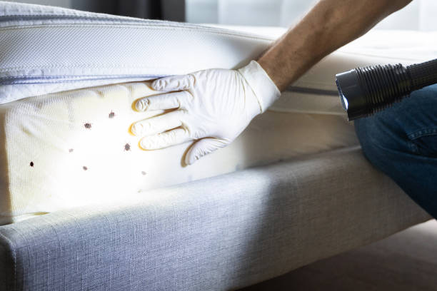 Best Pest Prevention Services  in Virden, IL