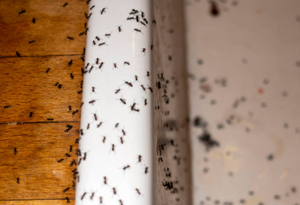 Best Wildlife Control Services  in Virden, IL