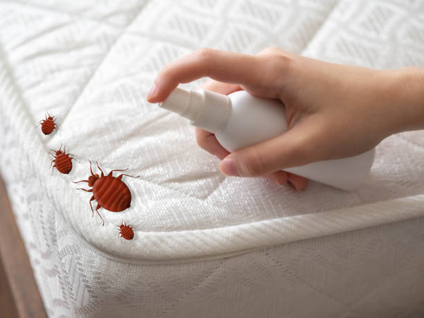 Insect Control in Virden, IL
