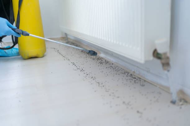 Professional Pest Control in Virden, IL