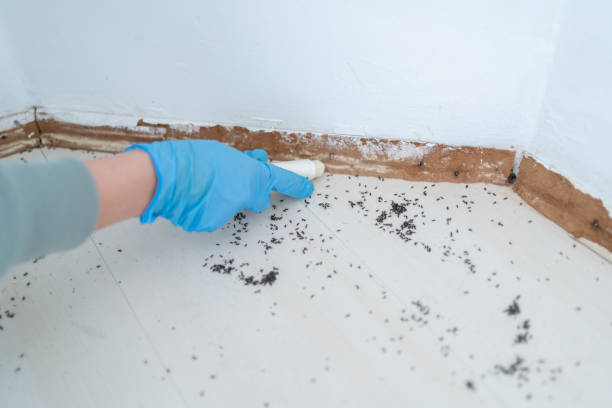 Best Exterminator Services  in Virden, IL